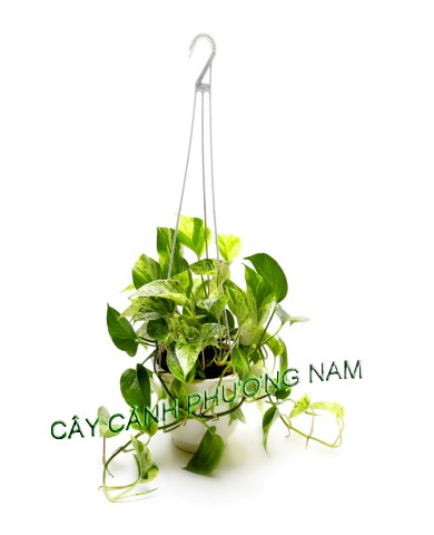 Trầu Bà Thái Sữa