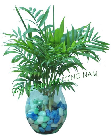 Cây Cau Tiểu Trâm