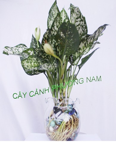 Cây Ngọc Ngân