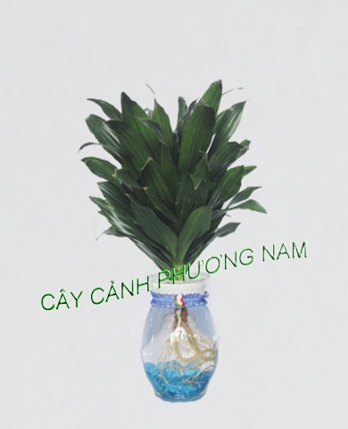 Cây Phát Tài Úc